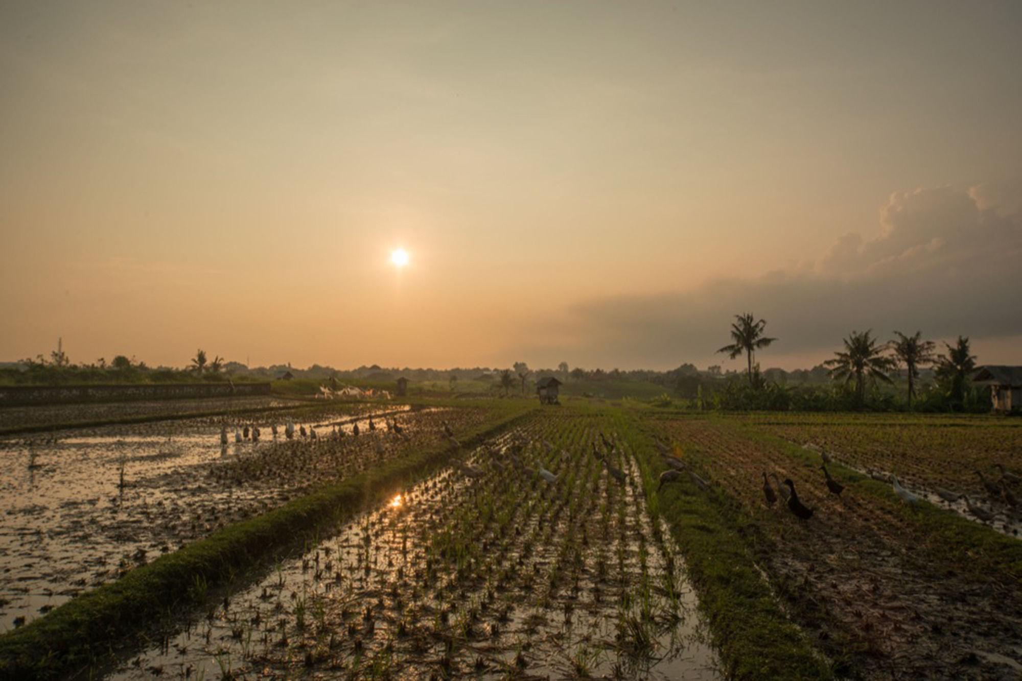 Sotis Villas Canggu Kültér fotó